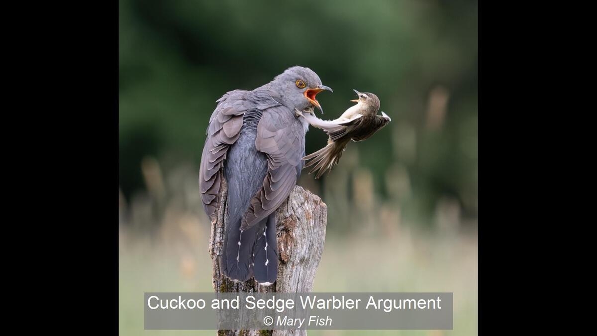 Cuckoo and Sedge Warbler Argument